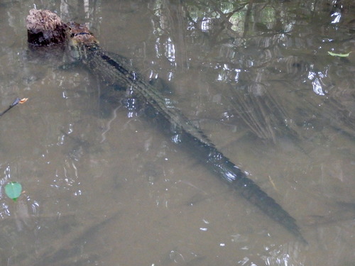 A Caiman is facing the meager current in ambush.